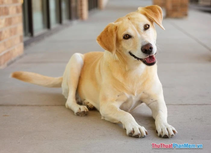 Mơ thấy chó trong giấc mơ, ý nghĩa là gì? Số là bao nhiêu? Tốt hay xấu?
