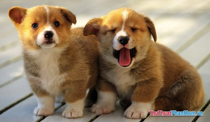 Mơ thấy chó trong giấc mơ, ý nghĩa là gì? Số là bao nhiêu? Tốt hay xấu?